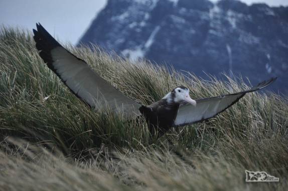 Um filhote de Southern Royal Albatroz abre suas enormes asas aproveitando a corrente de vento enquanto aprende a voar, em Prion Island, na Geórgia do Sul